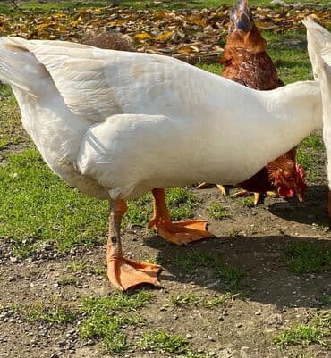 balasina sud vermeyen qoyun nece adlanir: Qaz sürüsü – ağ rəngli, narıncı dimdik və pəncəli, sərbəst otlaqda — 1