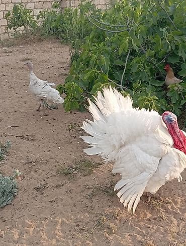 turbo az heyvanlar: Erkək, Damazlıq, Ödənişli çatdırılma — 8