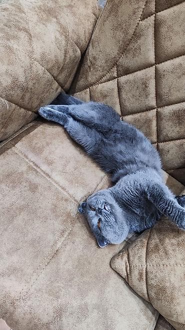 pişikler ucuz: Şotland, Erkək, Cütləşmə üçün — 3