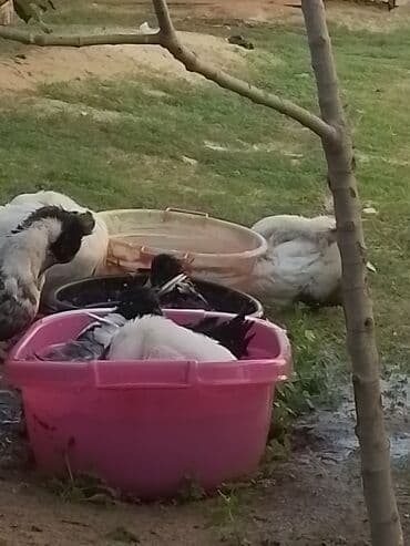 ördək balası və cücə: Ev şəraitində bəslənən ördəklər - Növ: məişət üçün saxlanılan — 5