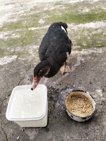 quzu şəkilləri: Erkək, | Lal ördək, Damazlıq, Ünvandan götürmə — 18