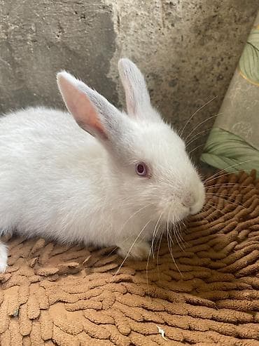 Ağ rəngli ev dovşanı - Növ: Ev dovşanı (albino tiplı – qırmızı gözlü