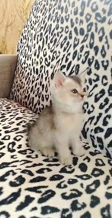 pisikler ucuz: Şinşilla, Dişi, Ödənişli çatdırılma, Ünvandan götürmə — 3