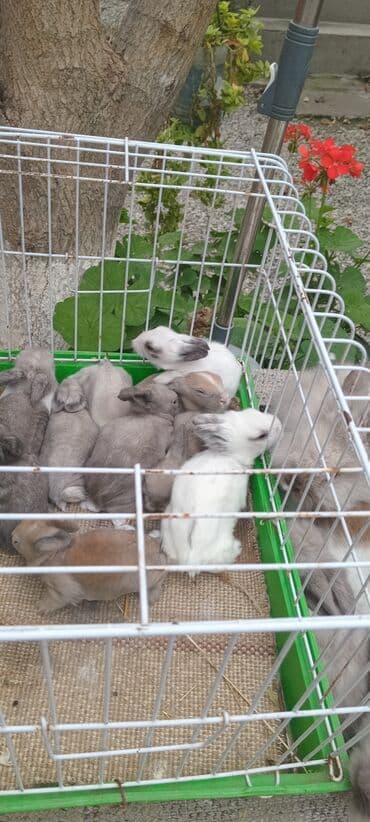 karlık dovsan: Məhsul: Angora tipli uzun tüklü dekorativ dovşan balaları — 6