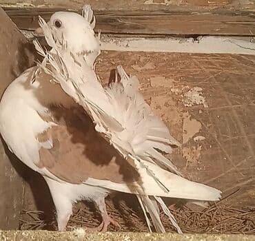 satiliq inekler: Salam pavlin maya satılır öz qusumun balasıdır 15manata — 1