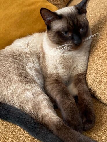 heyvanlar cütləşməsi: Şinşilla — 22