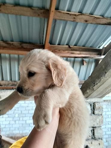 ev itleri ucuz: Labrador-retriver, 2 ay, Dişi, Peyvəndli, Ünvandan götürmə — 7