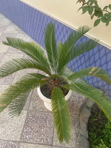 cekas palma: Saqo palmı (Cycas revoluta) – dekorativ qapalı/açıq məkan üçün iri — 4