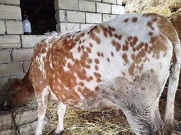 Kök ineydir Qısir Ətlikdir Kimin işinə yarasa buyurub əlaqə saxlaya