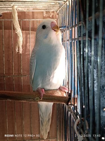 quş üçün qəfəs: Məhsul: Dalmatian/xallı və klassik rəng çeşidlərində nimfa deyil — 7