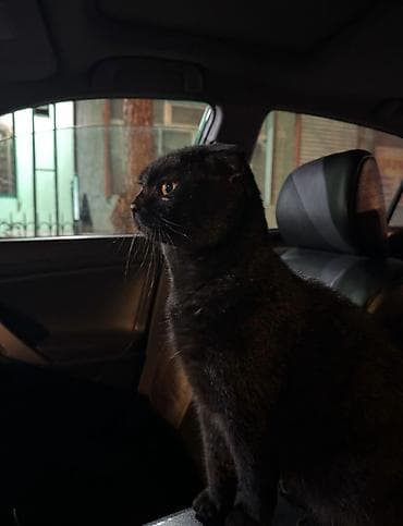 sahiblenmek: Şotland yastı qulaq, Yaxşı əllərə — 1