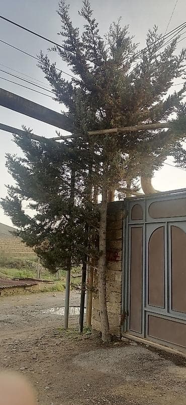 demir agac haqqinda melumat: Salam plana dusur satilir tecili — 1