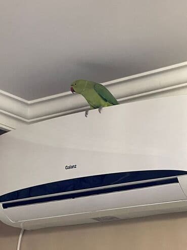 приют для кошек в баку: Ojerelya Arjelya Ajarelya Ojeralya Tutuquşu Yaşıl Pakıstan Tutuquşu — 12