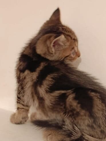 где можно купить котенка: Tabbi, Yaxşı əllərə — 3