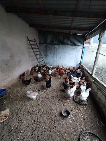 bala it satışı: Toyuq, Damazlıq — 1