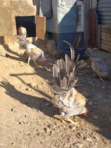 sumqayit liqorin: Курица, Для разведения — 6