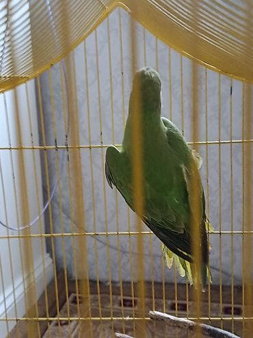 iran qusu: Ojirella hazir mayadi 2 yawdan yuxaridi qiymet 160 manat isdiyen — 6