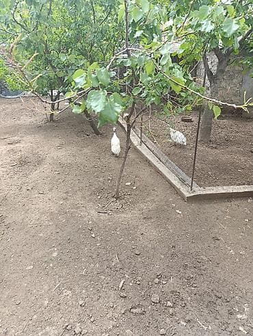 dovsan satışı: Erkeydi satılan 20m — 1