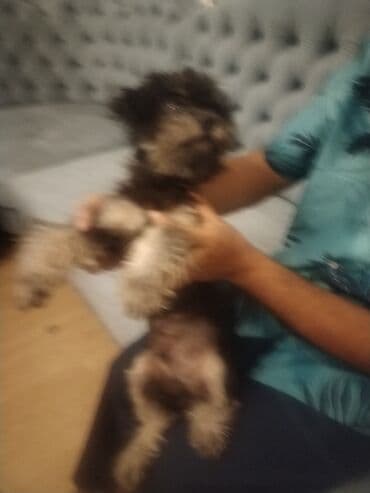 собака отдам в хорошие руки: 6 месяцев, Самец, С прививками, Платная доставка — 7