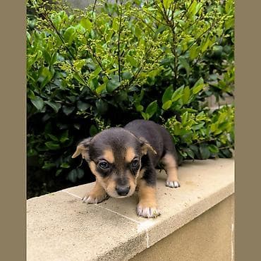 ağ afcarka: Zvonok, 2 ay, Erkek, Ünvandan götürmə — 6