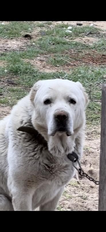 Alabay, 2 il, Erkek, Peyvəndli, Ünvandan götürmə lalafo.az -da Alabay, 2 il, Erkek, Peyvəndli, Ünvandan götürmə