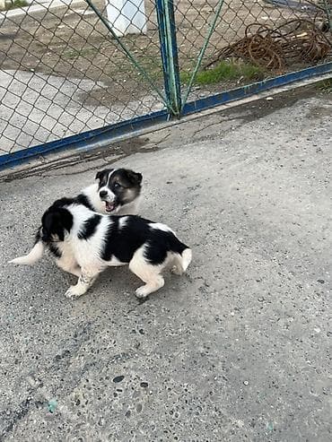 zvanok itlər: Peyvəndli — 2