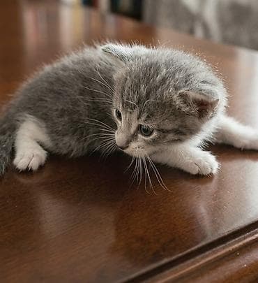 Кошки: Самец, Самка, В добрые руки — 1