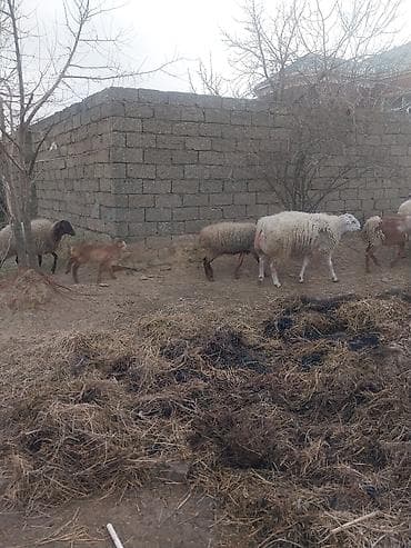 meymun sekli: 400 manatda 750 manata kimi var — 4