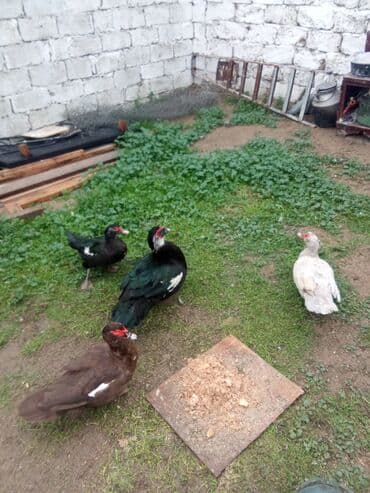 gence toyuq cuce: Lal ordey satlir cavandi 3 maya 1,erkey 4denesi 90asaqi yeri var — 4