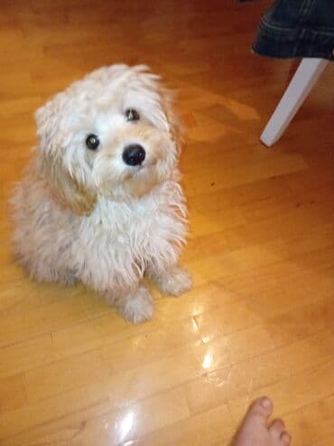 мальтийская болонка цена в баку: Təmiz sort Maltes.Peyvəndləri vurulub,qurd dərmanı,bit dərmanı — 1