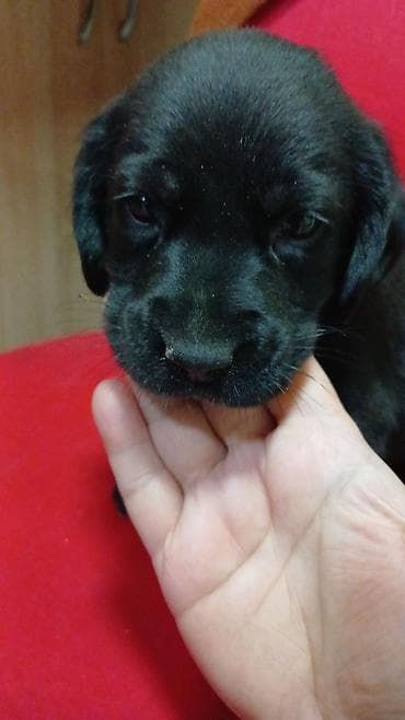pulsuz it type 1: Koker spaniyel, 1 ay, Erkek, Sənədli, Ünvandan götürmə — 1
