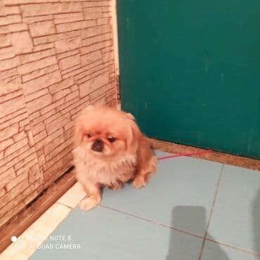 itlerin satisi ucuz: Pekines, 11 ay, Erkek, Ödənişli çatdırılma — 1