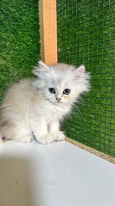 pişik pers: Британская — 1