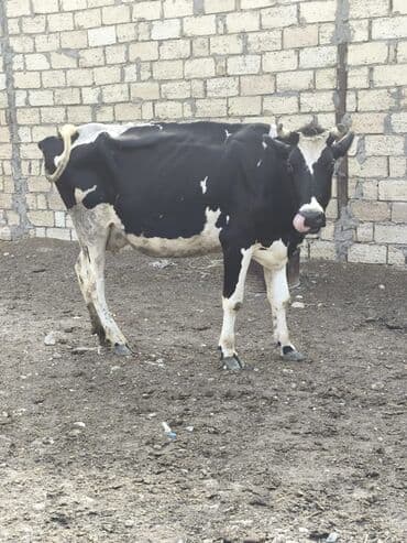 hinduşqa balasi: Dişi, Holsteyn, il: 3, 550 kq, Südlük, Ünvandan götürmə — 2