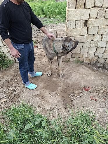 zvanok iti satilir: Salam it satılır qimət sondu 450 manat qiməte görə yazmayın — 4