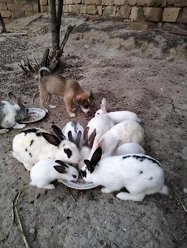 doyuş itləri: 3 ay, Dişi — 3