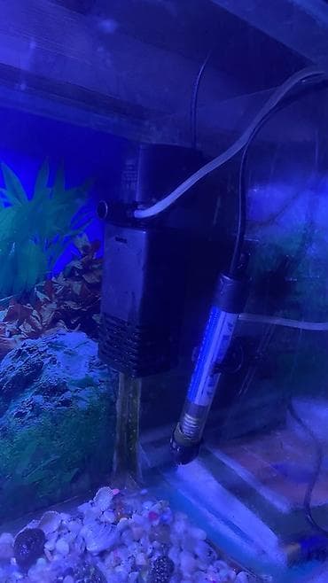 balığı: Tam hazır akvarium içərisinə daxildir:6 balıq 3 ü guppy 3 ü molly (1 — 3