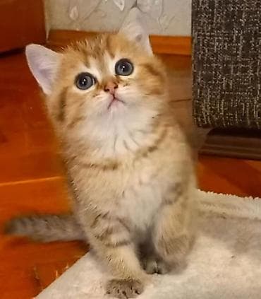 pişim: Britan, Dişi, Yaxşı əllərə, Ünvandan götürmə — 7