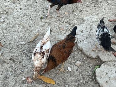 cücə və xoruz: Toyuq, Australorp, Brama, Damazlıq, Ünvandan götürmə — 42
