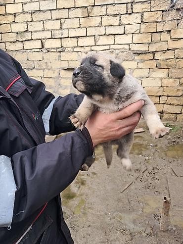 dişi alabay: Kanqal, Dişi — 1