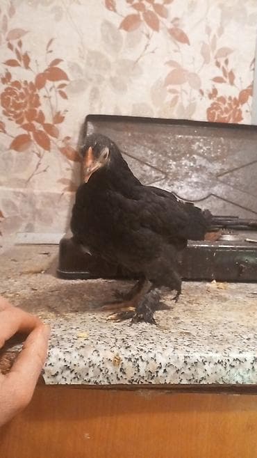 Toyuq, Damazlıq — 2