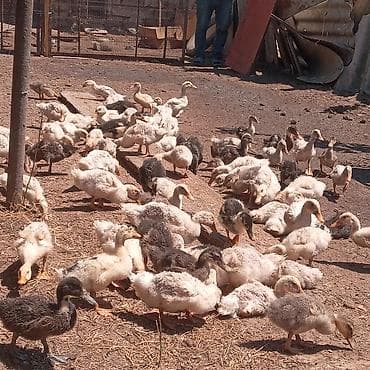 en gozel itler: Satılır: 🐥 ördək balaları 🐥 1 aylıq sağlam və aktiv ördək balaları — 4