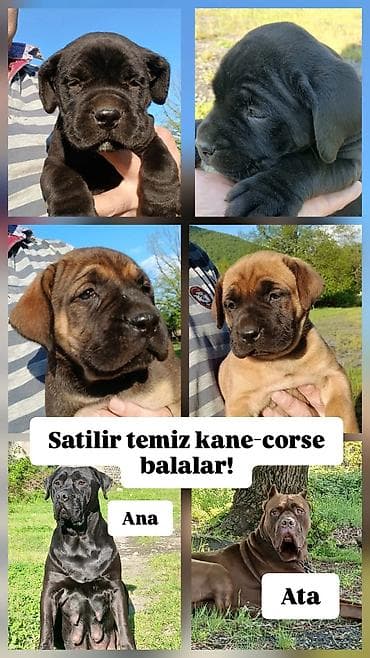 heyvan sahiblənmə: Kane-Korso, 1 ay, Peyvəndli — 1