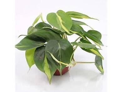 tebii gul sekilleri: Сциндапсус N-Joy — 8