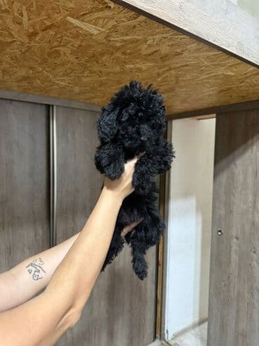 Digər heyvanlar: Pudel, 4 ay, Dişi, Peyvəndli, Ödənişli çatdırılma — 1