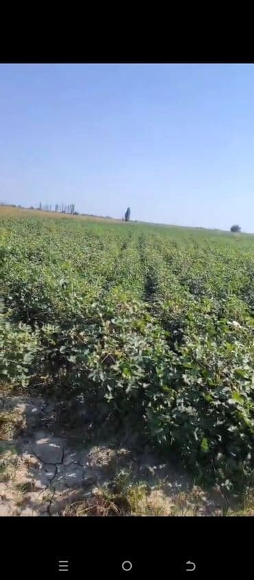 İnformatika: Kənd təsərrüfatı — 1