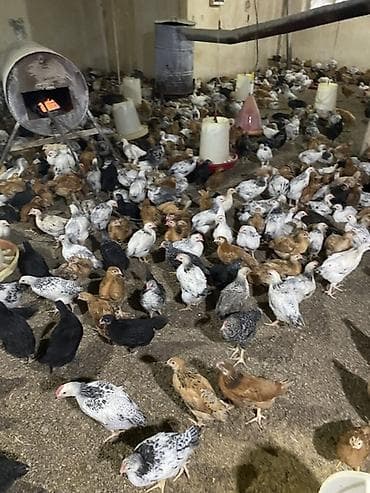 cüce yemi: Təsərrüfat üçün qarışıq yerli cins cücələr - Məhsul: Ətlik/yumurtalıq — 4