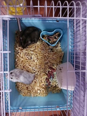 heyvan meymun: Ev heyvanı xamyak satılır! 1 ədəd boz rəngdə Dişi 1 ədəd Ağ rəngdə — 3