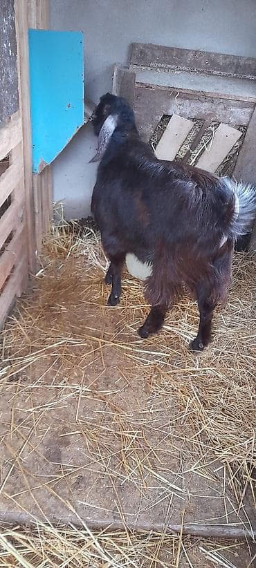 Quşlar: Damazlıq keçi 10 ayliqdi — 4