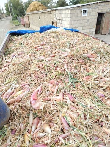 дистиллированная вода баку: Məhsul: Şalot soğanı (Allium ascalonicum) - Fermer təsərrüfatından — 1